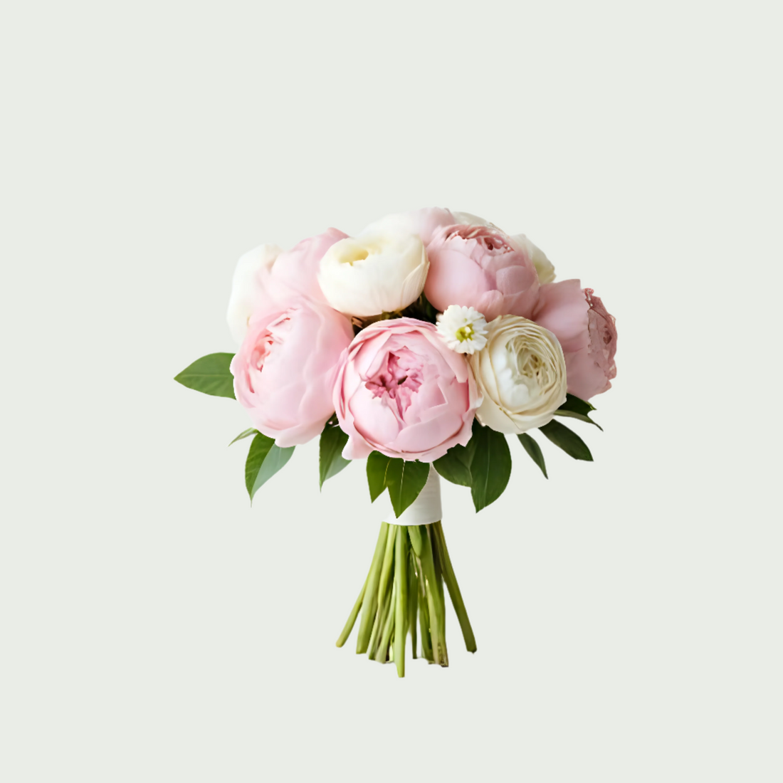 Blush Peony Dream